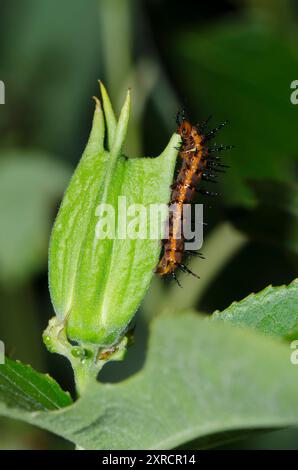 Gulf Fritillary, Dione incarnata, Larvenfütterung an Purple Passionflower, Passiflora incarnata Stockfoto