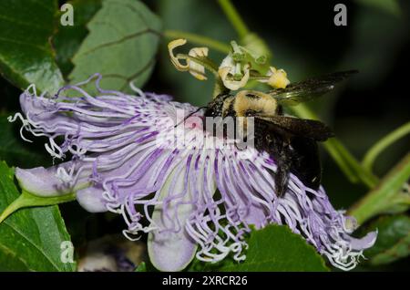 Eastern Carpenter Bee, Xylocopa virginica, auf der Suche nach Purple Passionflower, Passiflora incarnata Stockfoto
