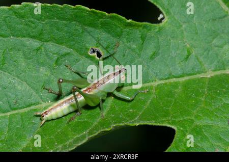 Wiese Katydid, Stamm Conocephalini, männlich Stockfoto