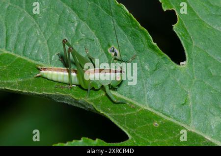 Wiese Katydid, Stamm Conocephalini, männlich Stockfoto