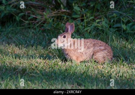 Westlicher Baumwollschwanz, Sylvilagus floridanus, Fütterung von Klee, Trifolium sp. Stockfoto