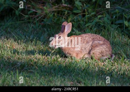 Westlicher Baumwollschwanz, Sylvilagus floridanus, Fütterung von Klee, Trifolium sp. Stockfoto