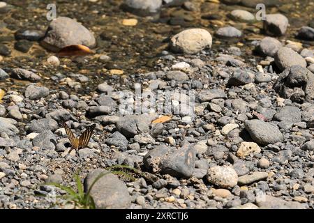 585 Vielbändiger Dolchschmetterling - Marpesia chiron, chironsubspezies - Puddling am Yumuri River, Schluchtgebiet in der Nähe der Mündung. Baracoa-Kuba. Stockfoto