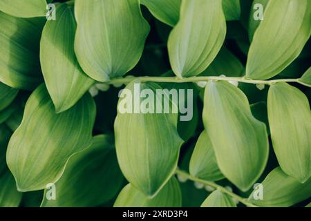 Grüne Blätter Textur oder Hintergrund. Polygonatum- oder salomonsiegel-Nahaufnahme. Natürliches grünes Blatt Hintergrund. Stockfoto
