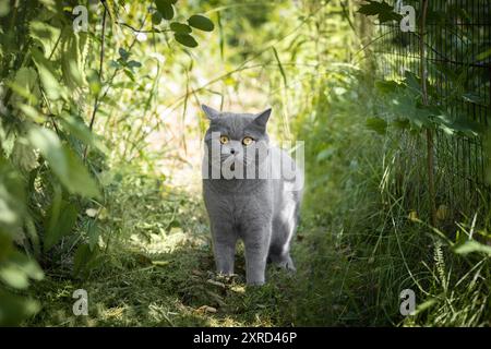 Lustig überraschte graue Katze in der Natur. Britische süße Katze mit leuchtend orangen Augen im grünen Gras. Das Haustier läuft. Stockfoto