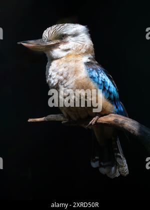 Hochragende Blauflügelkookaburra (Dacelo siachii) Stockfoto