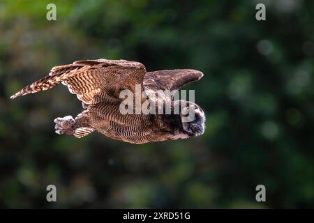 Braune Holzeule (Strix leptogrammica) im Flug Stockfoto