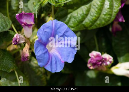 Violette blaue Morgenblume Stockfoto