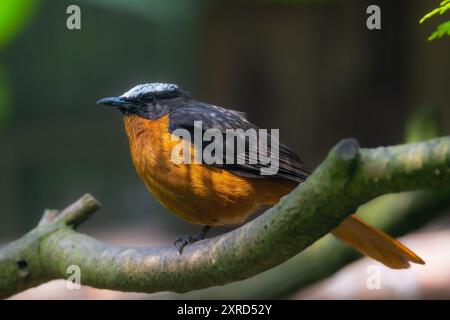 Weissgekrönte Robin-Chat (Cossypha albicapillus) Stockfoto