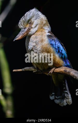 Hochragende Blauflügelkookaburra (Dacelo siachii) Stockfoto