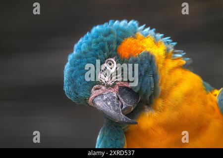 Bluthals- oder Kanindenara (Ara glaucogularis) Stockfoto