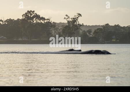 Südlicher Glattwal mit Baby-Kalb in tasmanien australien im Frühjahr Stockfoto