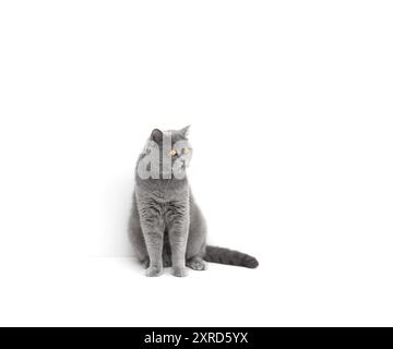 Britische Kurzhaarkatze sitzt auf dem Tisch. Graue fette Katze isoliert auf weißem Hintergrund mit Kopierraum. Stockfoto
