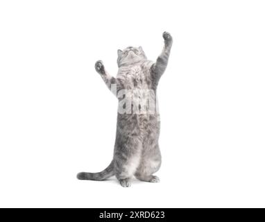 Schottische gerade Katze steht auf ihren Hinterbeinen isoliert auf weißem Hintergrund. Lustige graue Katze, die auf dem Rücken steht, zwei Beine mit den Pfoten hoch und blickt nach oben. Co Stockfoto