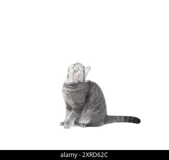 Die schottische Hetero-Katze sitzt auf einem Tisch und schaut hoch. Kuriose graue Tabbykatze isoliert auf weißem Hintergrund. Leerzeichen für Text. Stockfoto