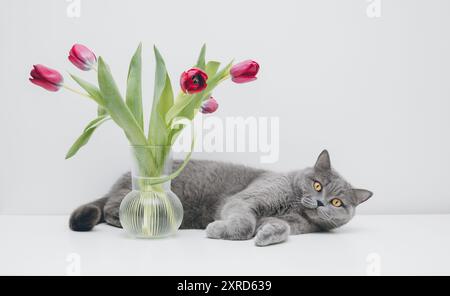 Graue Katze mit einem Strauß Tulpenblumen auf einem weißen Tisch. Britische niedliche Katze mit Blumen auf weißem Hintergrund mit Kopierraum. Stockfoto