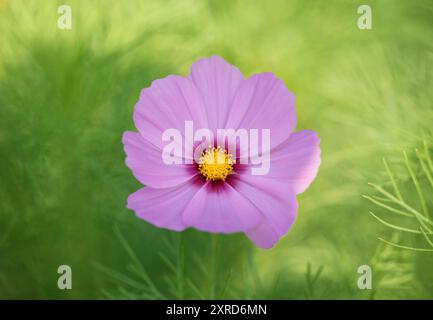Rosa Kosmos Blume Nahaufnahme auf grünem Hintergrund. Eine wunderschöne Postkarte mit Blumenmuster. Zarte rosa Kamille. Stockfoto