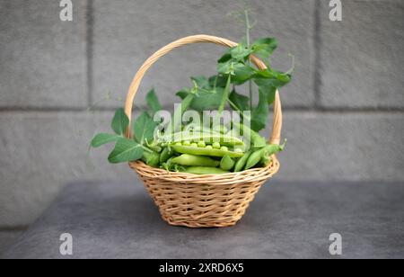 Frische junge grüne Erbsen in einem Korb auf grauem Hintergrund. Ernte von Bio-Gemüse. Stockfoto