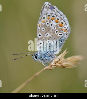 Gemeiner blauer Schmetterling (Polyommatus icarus), der auf einem toten Grasstrand im Brockholes Nature Reserve, Lancashire, Großbritannien, ruht. Stockfoto