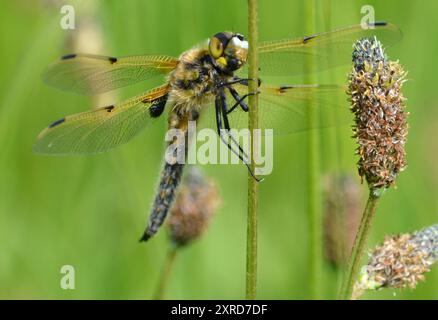 Vier gefleckte Chaser Libellula quadrimaculata im Grünland des Brockholes Nature Reserve, Lancashire, Großbritannien. Stockfoto