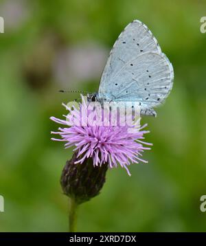 Holly Blue Butterfly männlich (Celastrina argiolus) auf Tufted Thistle im Brockholes Nature Reserve, Lancashire, Großbritannien. Stockfoto