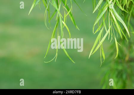 Weinendes Weidengrün hinterlässt Hintergrund Stockfoto