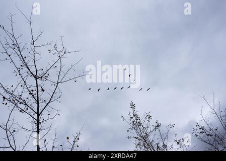 Gänse, die Ende September über den Elk Island Nationalpark in Alberta in Kanada in Richtung Süden wandern. Stockfoto
