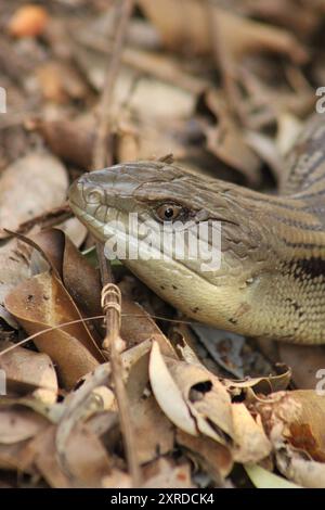 Kopfschuss mit blauer Zunge-Echse Stockfoto