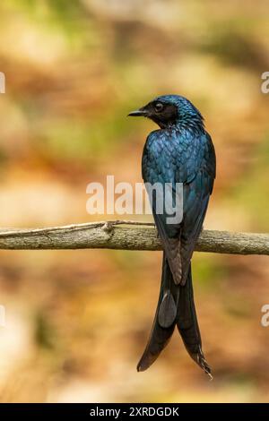 Der Schwarze Drongo (Dicrurus macrocercus) ist ein mittelgroßer Vogel mit glänzendem schwarzem Gefieder, einem tief gespaltenen Schwanz und hellroten Augen. Stockfoto