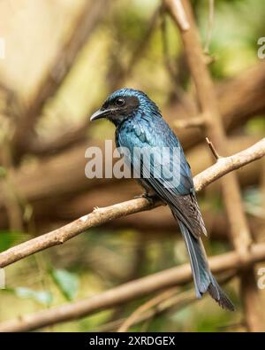 Der Schwarze Drongo (Dicrurus macrocercus) ist ein mittelgroßer Vogel mit glänzendem schwarzem Gefieder, einem tief gespaltenen Schwanz und hellroten Augen. Stockfoto