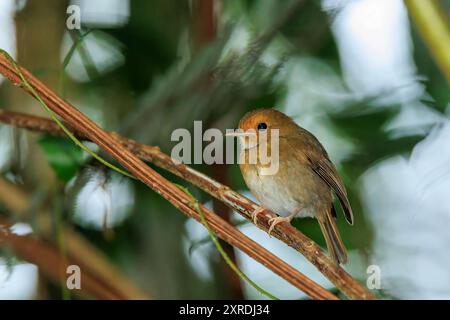 Der Rufous-Browed Flycatcher (Anthipes solitaris) ist ein kleiner Vogel mit einem glänzend sauberen weißen Hals und einem starken rostigen Orangenton an den Brauen. Stockfoto