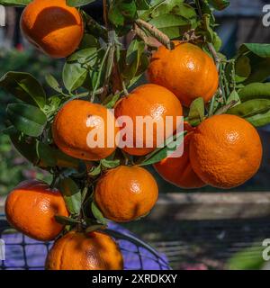 Reife Mandarinen auf einem Baum in voller Sonne Stockfoto