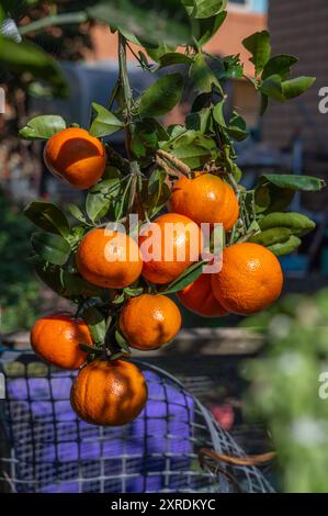 Reife Mandarinen auf einem Baum in voller Sonne Stockfoto