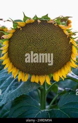 Große blühende Sonnenblume wächst auf dem Feld Stockfoto