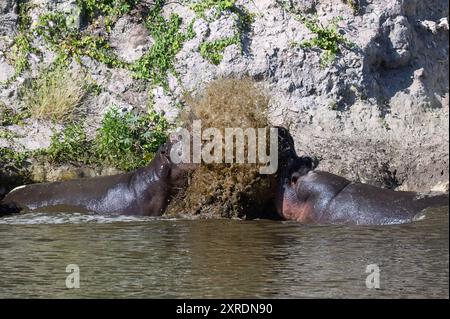 Weibliches Nilpferd im Fluss, das Wasser auf männliche Nilpferde wirft, um seine Fortschritte im Makgadikgadi Pans Nationalpark, Botswana, abzulehnen. Stockfoto