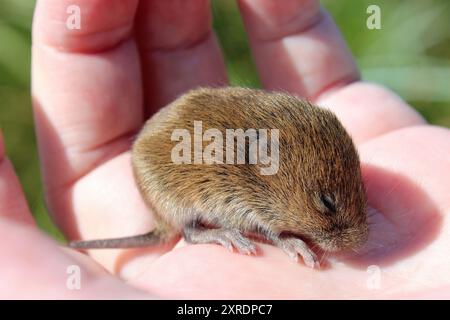 Junges Feld Vole alias Short-tailed vole Microtus agrestis Stockfoto