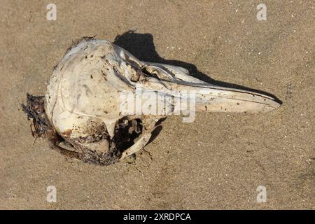 Porpoise Phocoena phocoena Schädel Stockfoto