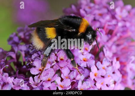 Hummel (Bombus terrestris), die Buddleia fressen Stockfoto