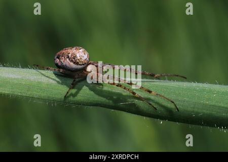 Kleine Gartenspinne - Metellina segmentata Stockfoto