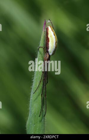 Gemeinsame Strecke-Spinne Tetragnatha extensa Stockfoto