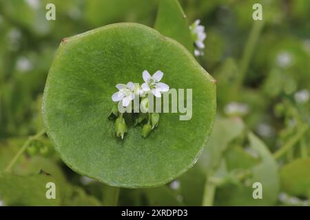 Springbeauty alias Bergmannsalat - Claytonia perfoliata Stockfoto