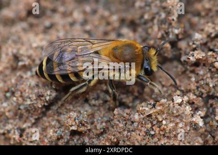 Ivy Mining Bee Colletes hederae Stockfoto