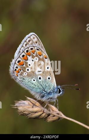Gemeinsame blaue Polyommatus icarus Stockfoto