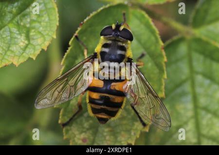 Batman Hoverfly Myathropa florea Stockfoto