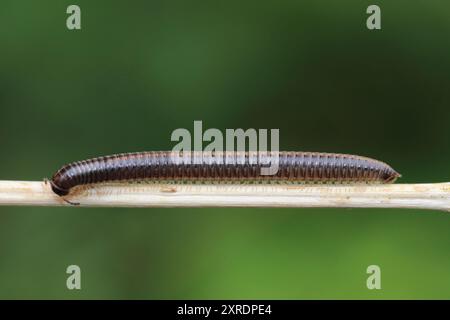 Gestreifter Millipede Ommatoiulus sabulosus Stockfoto