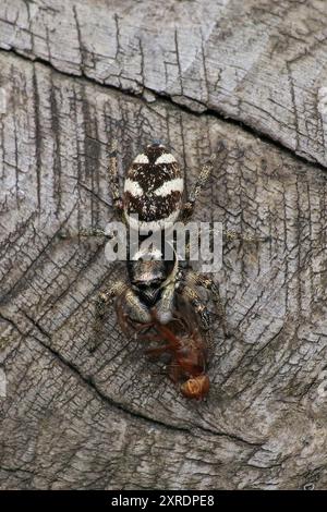 Zebraspinne (Salticus scenicus) mit Beute Stockfoto