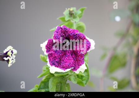 Gewöhnliche Gartenpetunie (Petunia x hybrida) in violetter Magenta Farbe : (Pixel Sanjiv Shukla) Stockfoto