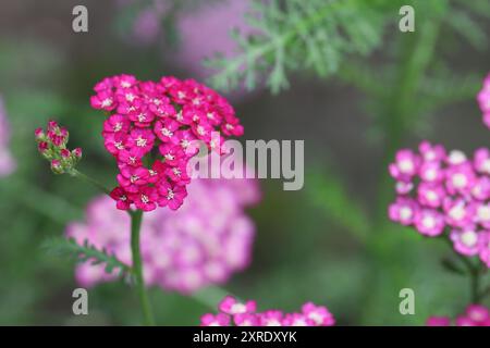 Nahaufnahme einer einzelnen rosa Achillea Millefolium Blume in einem Gartenbeet, selektiver Fokus, unscharfer natürlicher Hintergrund Stockfoto