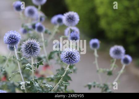 Aufnahme der schönen Blumenköpfe einer Echinops-Bannaticus-Staude mit selektivem Fokus Stockfoto
