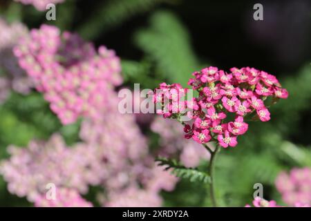 Nahaufnahme einer rosa Achillea Millefolium Blume in einem Blumenbeet, unscharfer Hintergrund Stockfoto